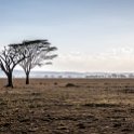 TZA MAR SerengetiNP 2016DEC23 Seronera 006 : 2016, 2016 - African Adventures, Africa, Date, December, Eastern, Mara, Month, Places, Serengeti National Park, Seronera, Tanzania, Trips, Year